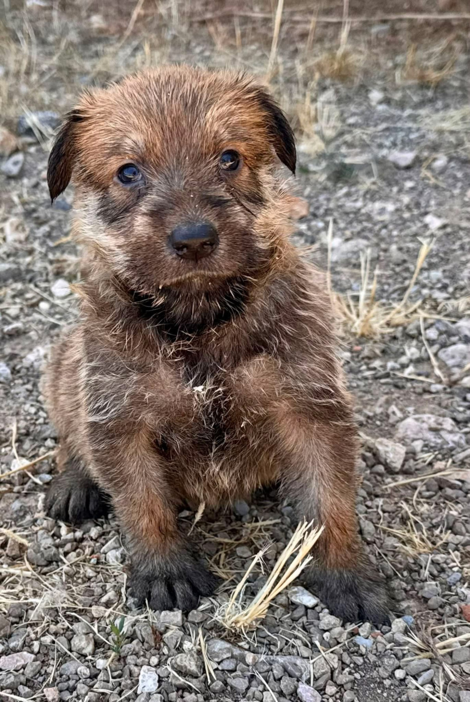 Chiot Berger de Picardie du rocher de saphir